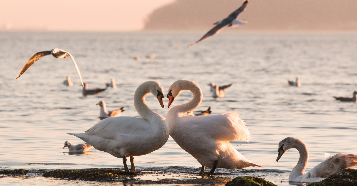 The Swans of Lake Como: a spectacle of nature