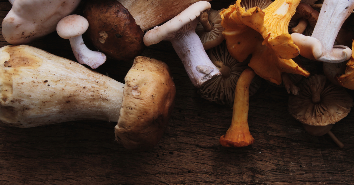 Mushroom picking in Domaso and its surroundings: an autumn adventure not to be missed