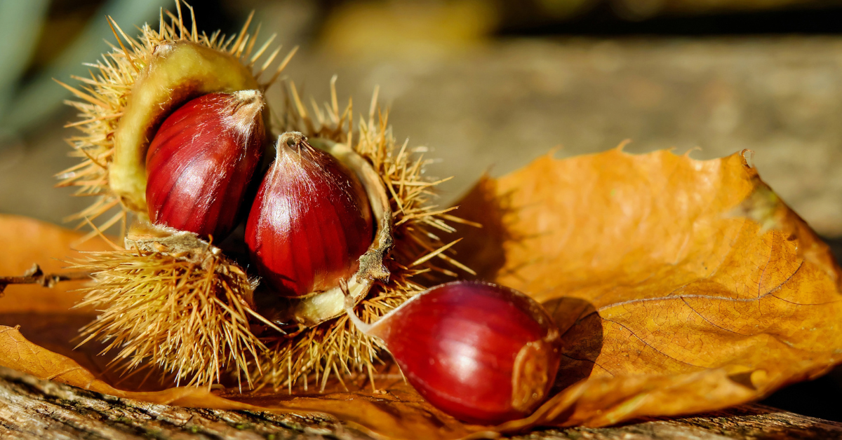 The Magic of Chestnut Harvesting in Alto Lario